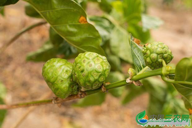 种植诺丽果如何防治病虫害？