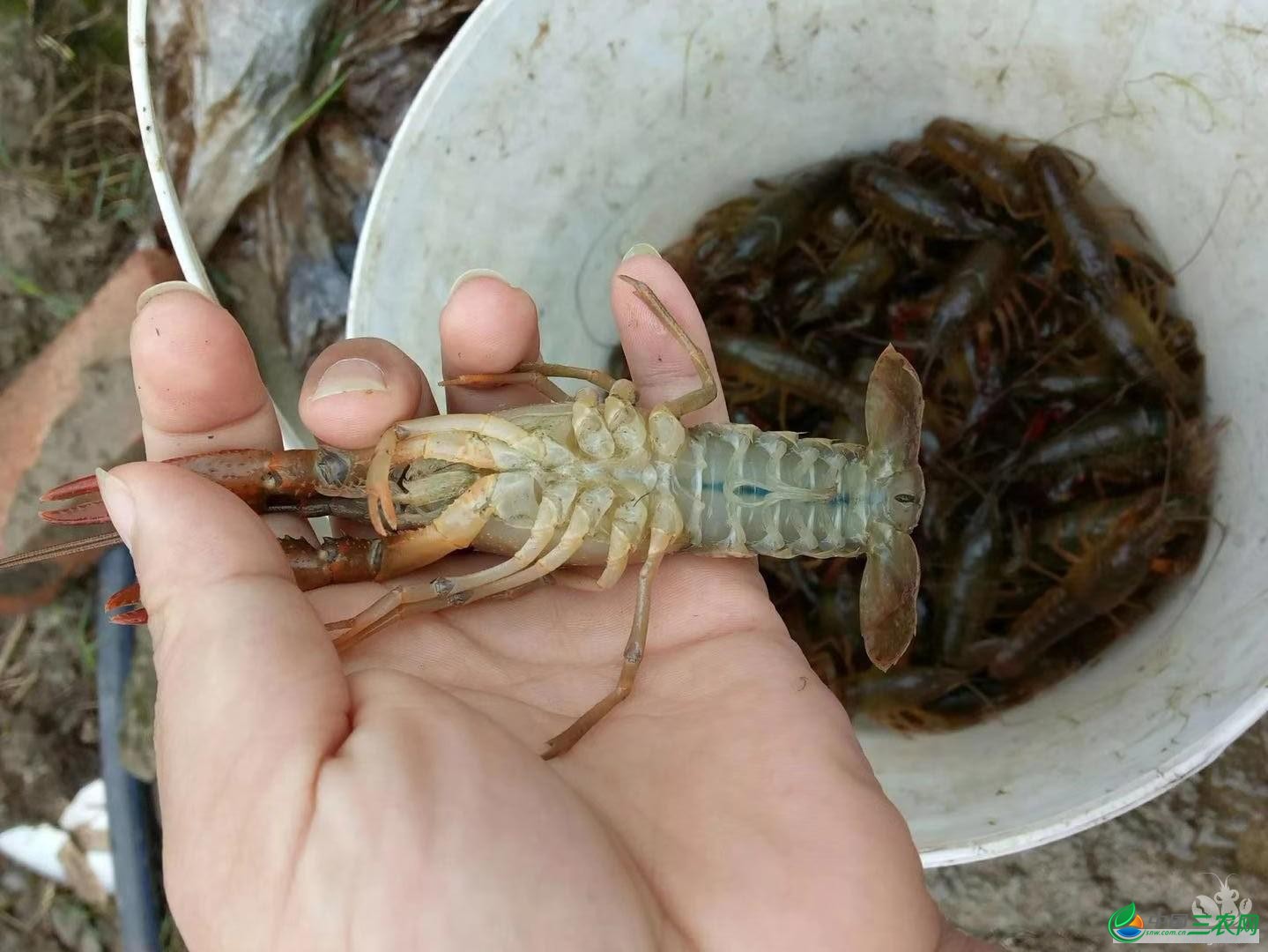 龙虾茶饭不思，拒绝上市，这是闹哪样？