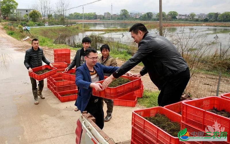 淡水小龙虾养殖的六大误区