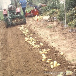 多功能土豆播种施肥覆膜机 土豆地瓜收获机药材收获机