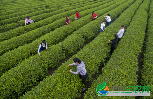 姚河村茶山图片