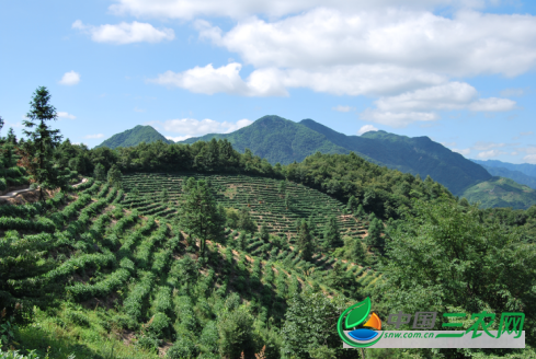 姚河村茶山图片