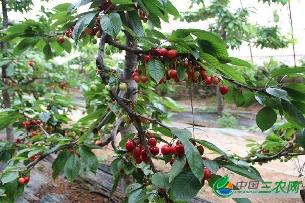 夏季大棚樱桃种植的管理技术要点