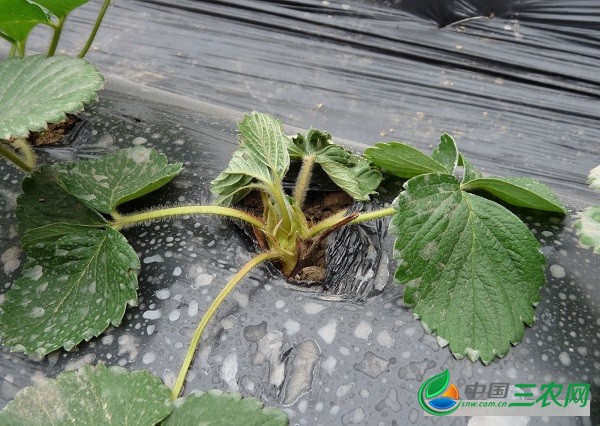 雨后暴晴如何预防草莓炭疽病