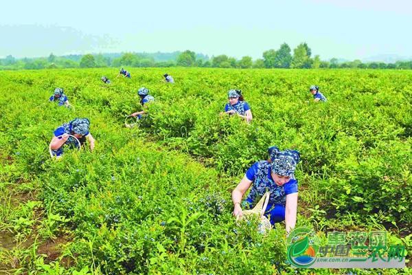 如何避免蓝莓栽培定植过深