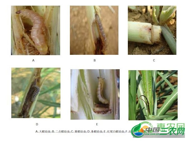 常见甘蔗螟虫虫害