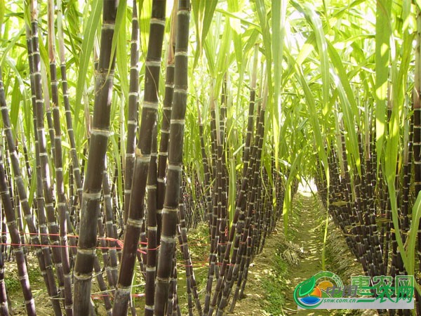 甘蔗种植后期管理技术