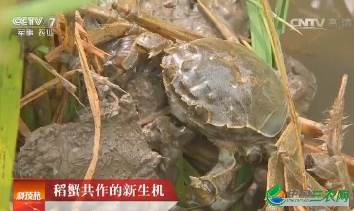 [科技苑]认养稻蟹共生田一亩地多赚两千元 稻蟹共作的新生机