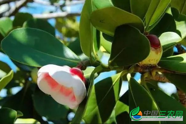 种植高产山竹树的田间管理