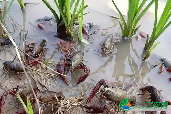 预防小龙虾池塘青苔爆发