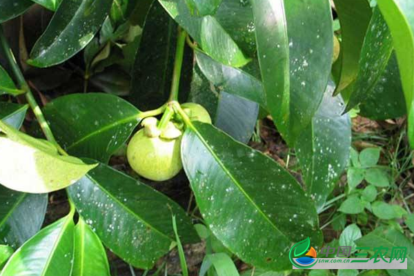 小山竹树怎么种植