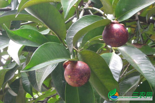 如何种植小山竹树