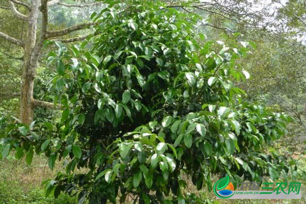 小山竹树的种植窍门