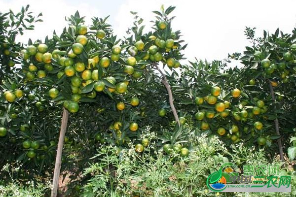 杂柑种植技巧：钙元素对杂柑种植管理的重要性分析