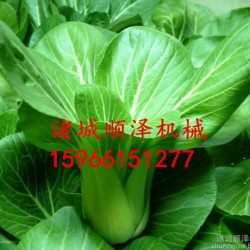 苹果清洗机 叶菜类蔬菜清洗机 气泡翻浪蔬菜清洗机 清洗机厂家