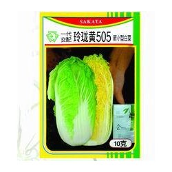 供应玲珑黄505—白菜种子