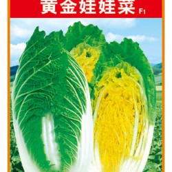 供应黄金娃娃菜—白菜种子