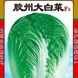 供应胶州大白菜