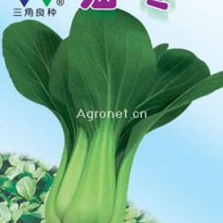 供应青菜油冬—白菜种子