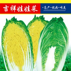 供应吉祥娃娃菜—白菜种子