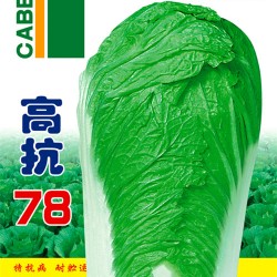 供应高抗78—白菜种子