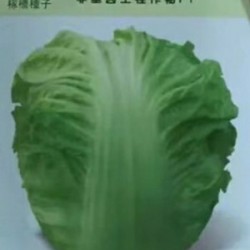 供应新芳一号白菜—白菜种子