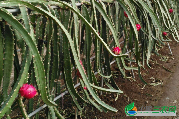 火龙果树适宜种植的园林