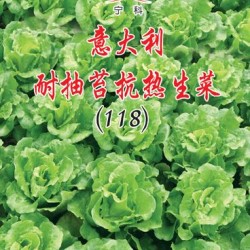 供应意大利耐抽苔抗热生菜—莴苣种子