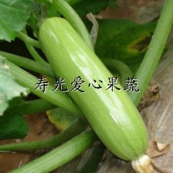 供应礼品菜——西葫芦