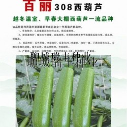 供应越冬温室及早春西葫芦品种—百丽308西葫芦种子