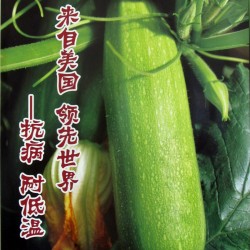 供应亚历山大—西葫芦种子