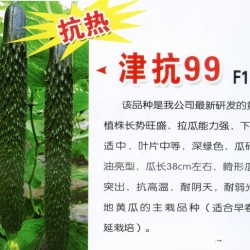 供应津抗99F1——黄瓜种子