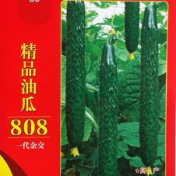 供应精品油瓜808—黄瓜种子