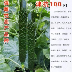 供应津抗100F1——黄瓜种子