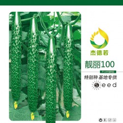 供应靓丽100—黄瓜种子