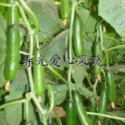 供应寿光套菜——无刺黄瓜