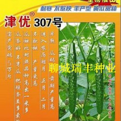 供应津优307号--黄瓜种子