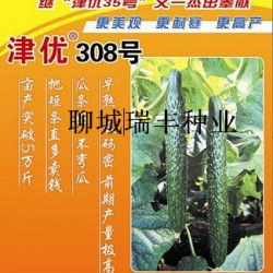 供应津优308号—黄瓜种子