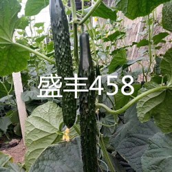 供应盛丰458—黄瓜种子