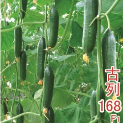 供应古列168-水果黄瓜种子