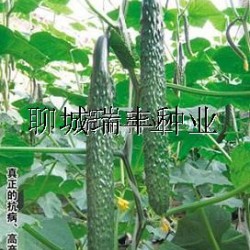 供应津优48号--黄瓜种子(油亮型黄瓜）