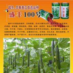 供应盛丰100黄瓜种子