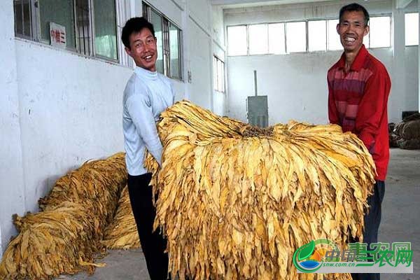 烟草加工技术之烟草化学成分