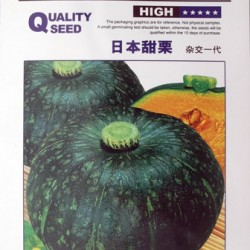 供应日本甜栗—南瓜种子