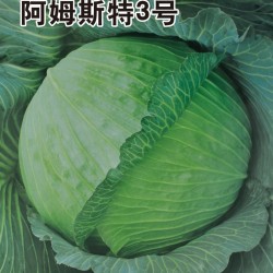 供应阿姆斯特3号—甘蓝种子