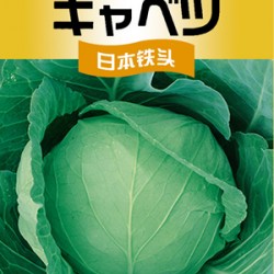 供应日本铁头甘蓝—甘蓝种子