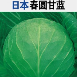 供应日本春圆甘蓝—甘蓝种子