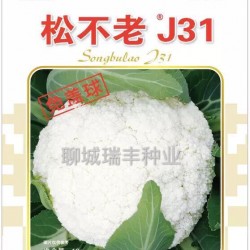 供应松不老J31—花椰菜种子