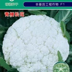 供应雪松90天—花椰菜种子