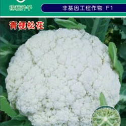 供应雪松80天—花椰菜种子